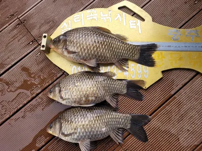 청풍 실리곡낚시터입니다 