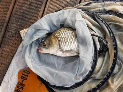 청풍호 한버들 4짜포함 월척급 마릿수 조황입니다