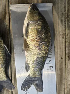 대물붕어좀 나옵니까?