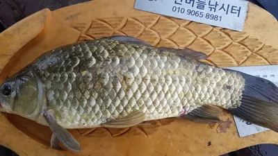 한버들 4짜 포함 허릿급 조황입니다