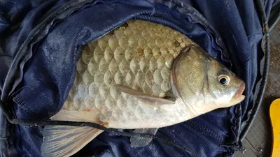 청풍 한버들 낚시터 4짜포함 허릿급 조황입니다