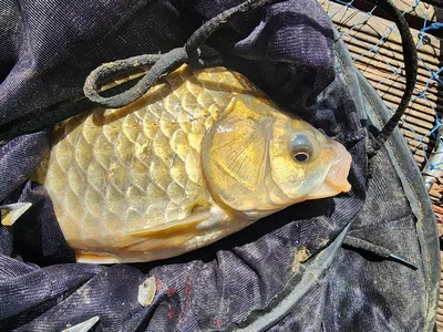 청풍 한버들 허릿급 조황입니다