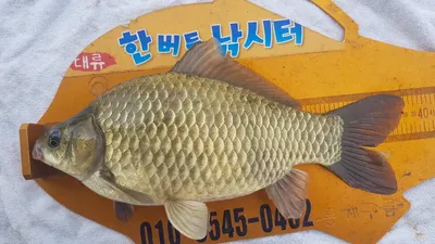 한버들 조황입니다