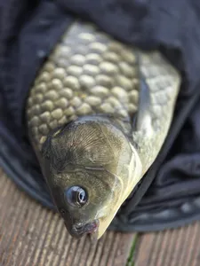 목벌 성적좋아요