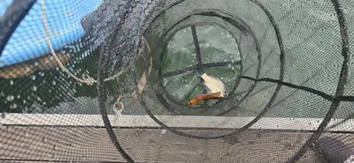 신매낚시터 5월25일 조황