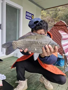 사오리 낚시터 조황정보