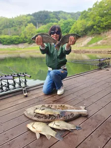 돌감낚시터 붕어조황입니다.