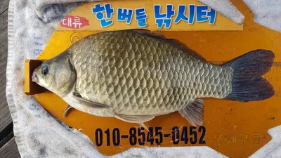 한버들 조황입니다