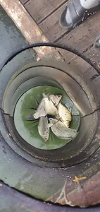 신매낚시터 7월 10일조황 