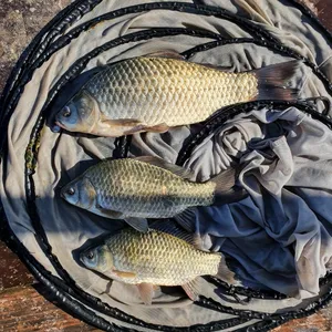 충주호 짱가네낚시터 