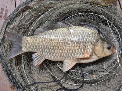 실리곡낚시터 42.5cm. 4짜.4짜. 허리급 조황입니다.