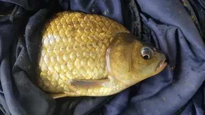 청풍 한버들 낚시터 4짜포함 허릿급 조황입니다