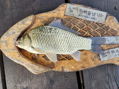 청풍 한버들 허릿급 조황입니다