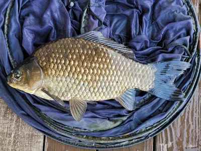 실리곡낚시터  허리급 조황입니다.