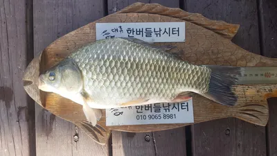 허릿급및 준월척 마릿 수 조황입니다