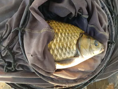 한버들 4짜 조황입니다