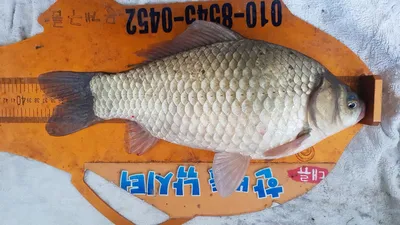 한버들 조황입니다