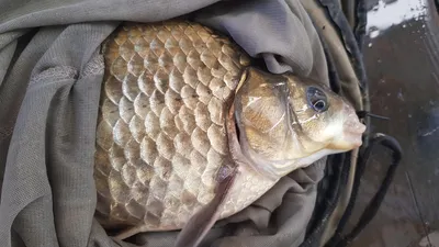 한버들 조황입니다