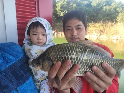 돌감낚시터 붕어조황입니다.