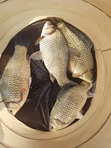 한버들 조황입니다