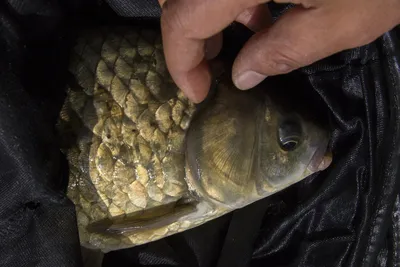 연일[사짜행진] 및 월척소식