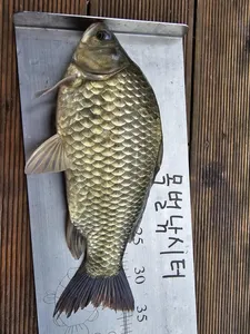 목벌낚시터 조황