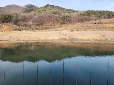 청풍 한버들 4짜및 대물 붕어 조황입니다