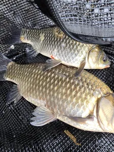 청풍 한버들 조황입니다