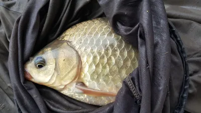 한버들 4짜 조황입니다