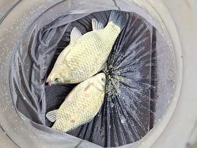 청풍 한버들 조황입니다