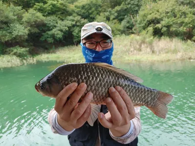 돌감낚시터 붕어조황입니다.