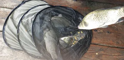 충주호 짱가네낚시터 