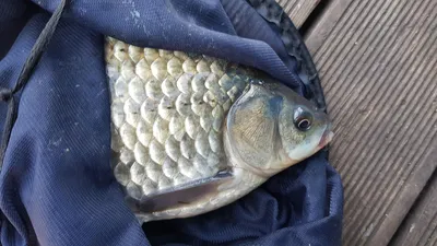 한버들 조황입니다