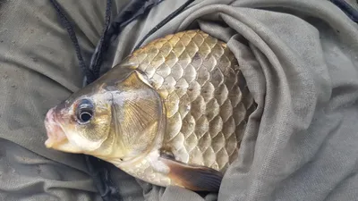 한버들 4짜 조황입니다