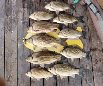 청풍실리곡낚시터 43.8cm.4짜.4짜.4짜.4짜 조황입니다.