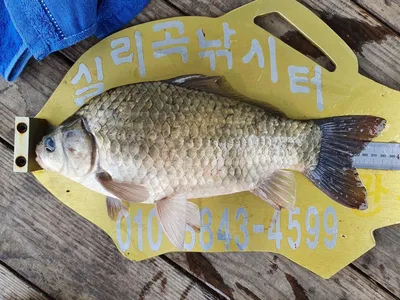 실리곡낚시터 허리급 조황입니다.