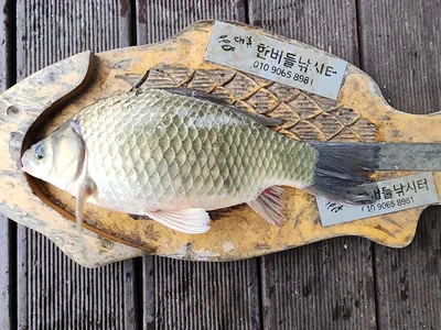 청풍 한버들 허릿급 조황입니다