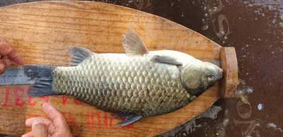 충주호 짱가네낚시터 