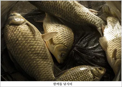 한버들 왕중왕전 둘째날 조황입니다