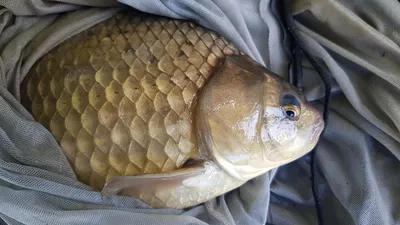 청풍 한버들 낚시터 4짜포함 허릿급 조황입니다