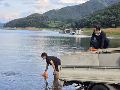 목벌 치어방류30만미.조황정보