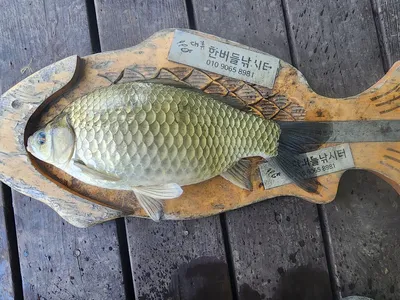 청풍 한버들 4짜및 조황 속보입니다