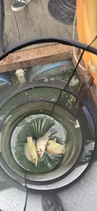 신매낚시터 6월 24일 조황