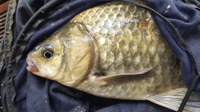 청풍 한버들 낚시터 4짜포함 허릿급 조황입니다