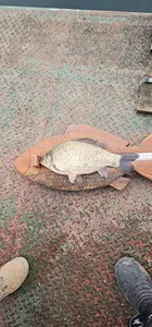 명서낚시터 연일 이어지는 4짜조황입니다