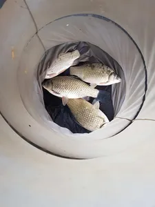 한버들 조황입니다