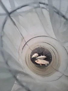 한버들 조황입니다