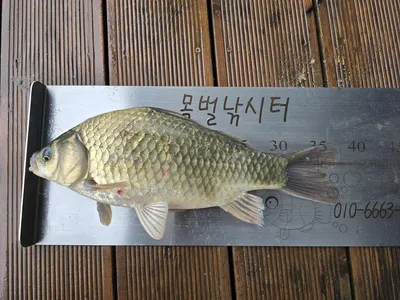 비오는 주말 목벌조황