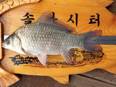 솔낚시터 월척 마릿수 조황소식 입니다