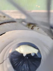 청풍 한버들 4짜 조황입니다(속보)